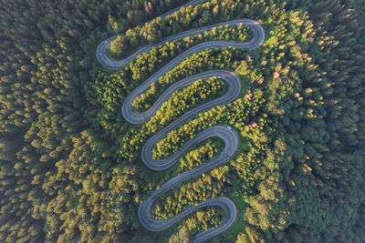 High angle view of plants