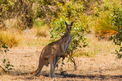 Side view of giraffe standing on land