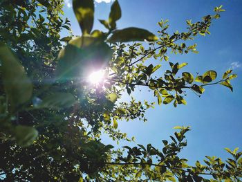 Low angle view of sunlight streaming through tree