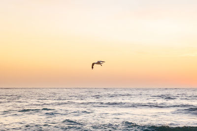 Bird flying over sea