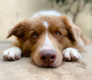 Close-up of dog