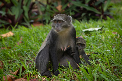 Monkey sitting on field