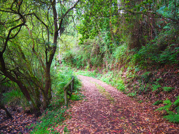 Road amidst trees in forest
