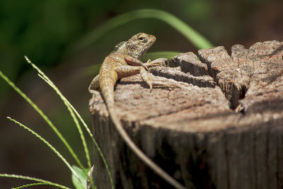 Close-up of a lizard on wood