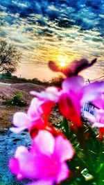 Close-up of pink flowers against sky