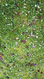 Close-up of flowers growing in field