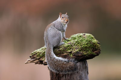 An eastern grey squirrel