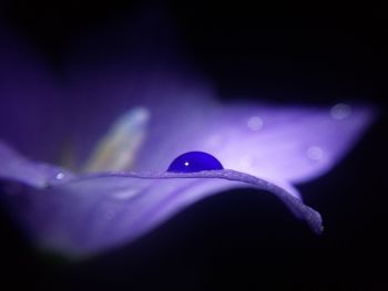 Close-up of water drops on purple flower