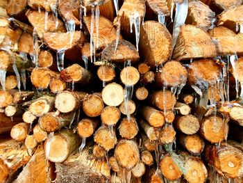 Full frame shot of logs in forest