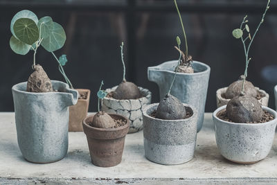 Close-up of potted plants