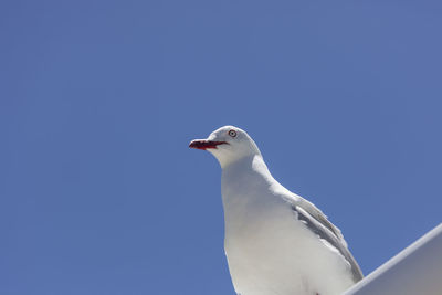 Low angle view of seagull against clear blue sky