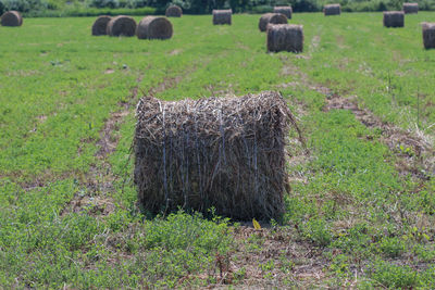 Hay bales on field