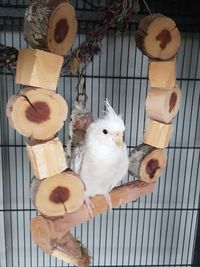 High angle view of birds in cage