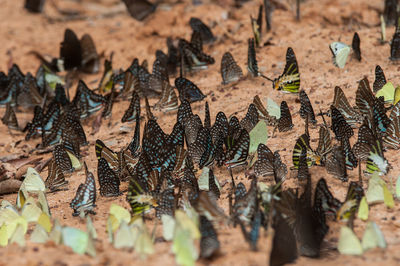 High angle view of insects on land