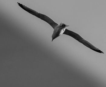 Low angle view of seagull flying