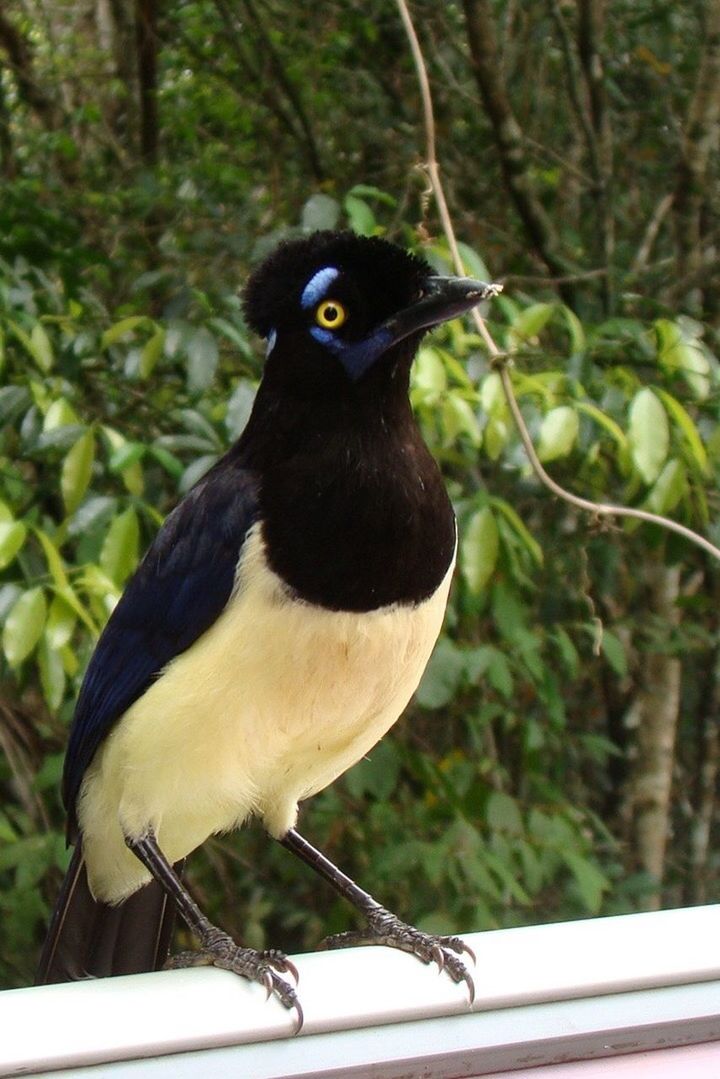 Paraguayan magpie