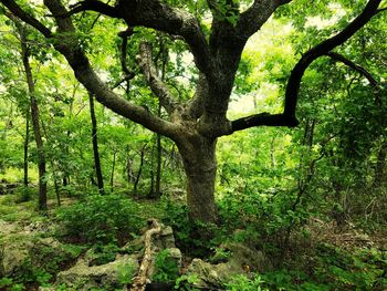 Trees in forest