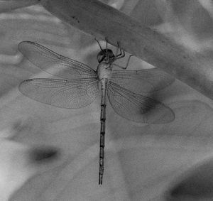 Close-up of dragonfly