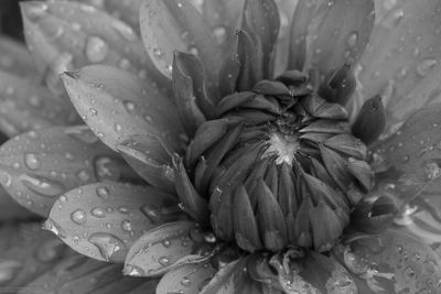 Close-up of wet flower on rainy day