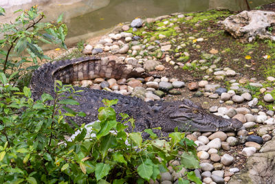 High angle view of crocodile in shallow water