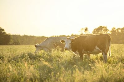 Cow on field against clear sky