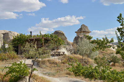 Plants and trees by buildings against sky