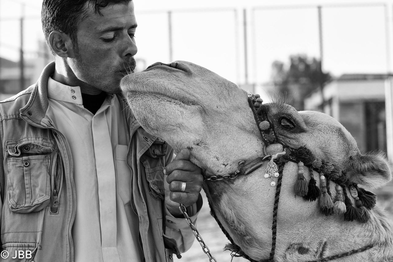 Camel Kiss, Egypt Trip