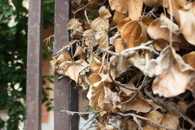 Close-up of dry leaves