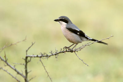 Close-up of bird perching on branch