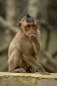 Long-tailed macaque sits eating on concrete wall