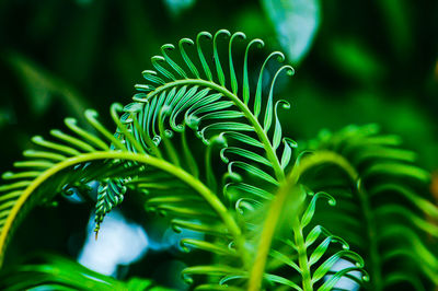 Close-up of palm tree