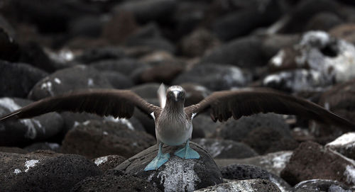 Close-up of bird on rock