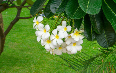 A bunch of white plumeria blooming in a park, know as temple tree, frangipani, graveyard tree