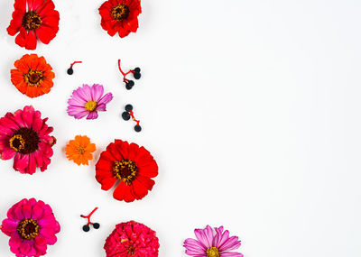 High angle view of flowering plants against white background