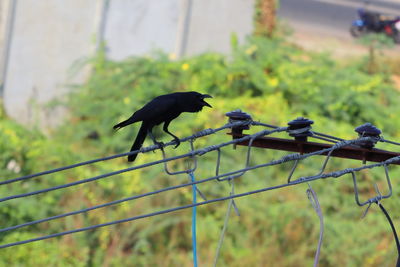 Bird perching on a fence