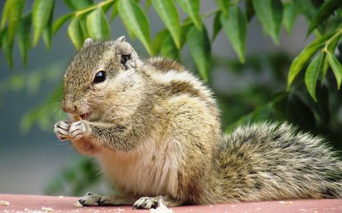 Close-up of squirrel