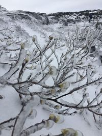 Scenic view of snow covered field