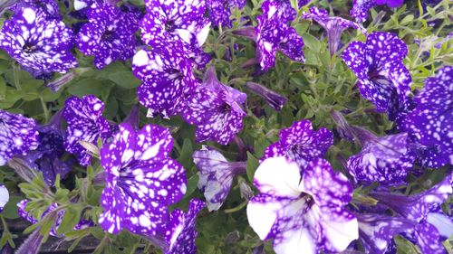 Close-up of purple flowers blooming outdoors