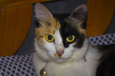 Close-up portrait of cat sitting