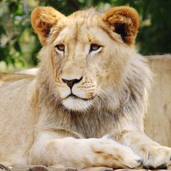 Close-up of a cat looking away in zoo