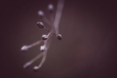 macro photography