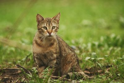 Portrait of cat on grassy field