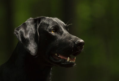 Close-up of black dog