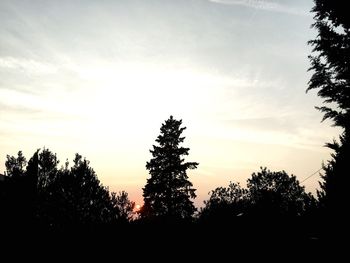 Silhouette trees in forest against sky at sunset