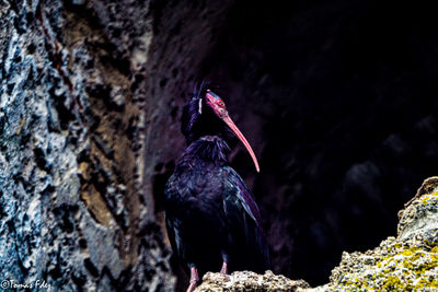 Bird perching on rock