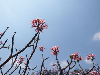 Low angle view of pink cherry blossoms in spring