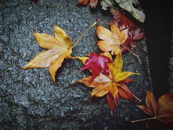 High angle view of maple leaves fallen in autumn