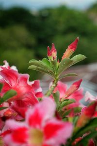 Close-up of pink flower