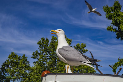 Low angle view of seagull perching on tree against sky