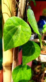 Close-up of leaves against blurred background